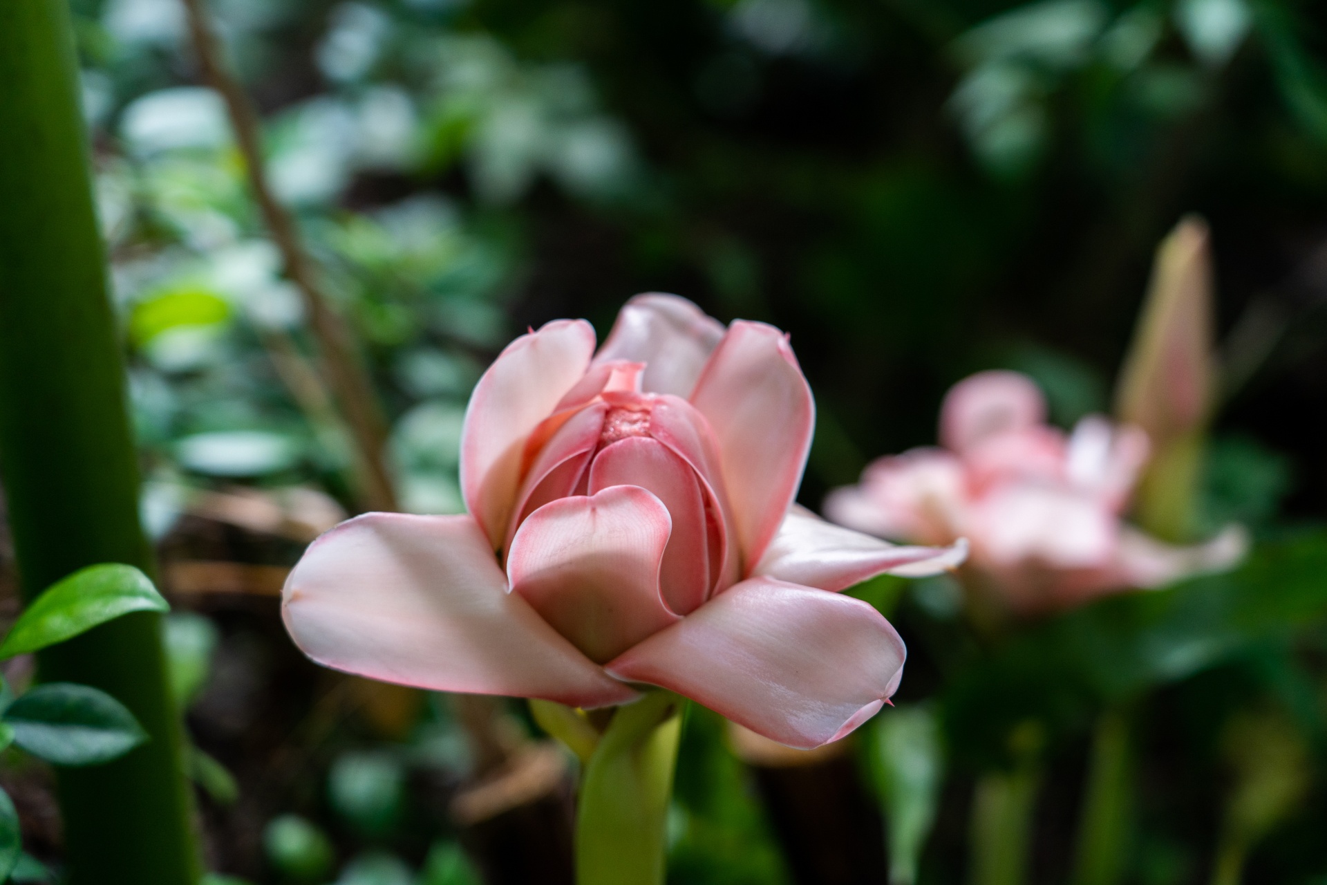 Blooming pink flower in Miami nature